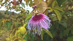 Passiflora cincinnata