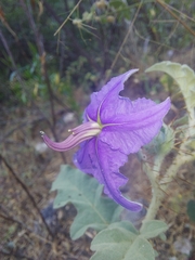 Solanum houstonii