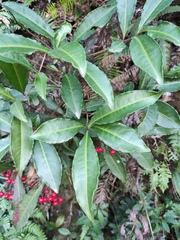 Ardisia crenata
