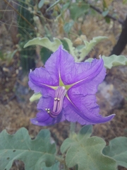 Solanum houstonii