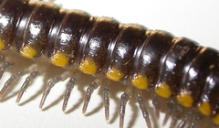 Harpaphe haydeniana