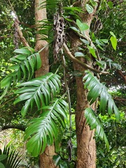 Rhaphidophora decursiva