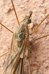 Tipula rufina