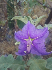 Solanum houstonii