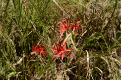 Hesperantha coccinea