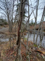 Acer pensylvanicum