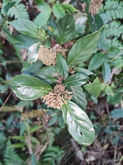 Maesa japonica
