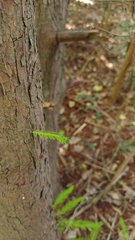 Taxodium distichum