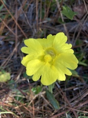Pinguicula lutea