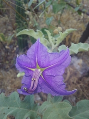 Solanum houstonii