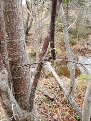 Acer pensylvanicum