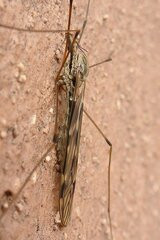 Tipula rufina