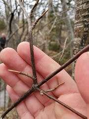 Acer pensylvanicum