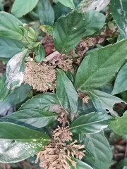 Maesa japonica