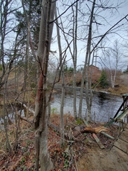 Acer pensylvanicum