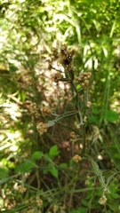 Baccharis articulata