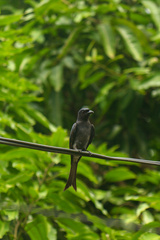 Dicrurus caerulescens