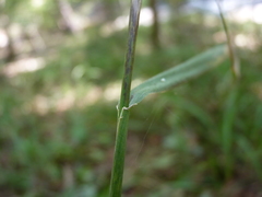 Elymus macgregorii