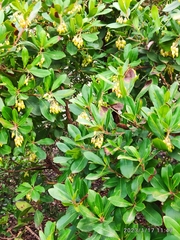 Arbutus × andrachnoides