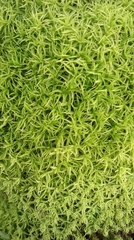 Tortella squarrosa