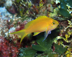 Pseudanthias pleurotaenia