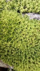 Tortella squarrosa