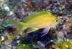 Pseudanthias pleurotaenia