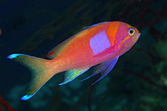 Pseudanthias pleurotaenia