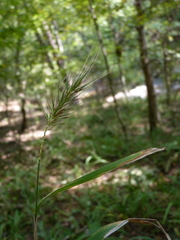 Elymus macgregorii