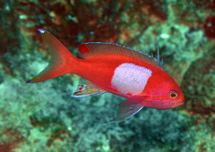 Pseudanthias pleurotaenia