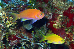 Pseudanthias pleurotaenia