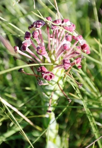 Image of Zaluzianskya natalensis by (c) Tony Rebelo, some rights reserved (CC BY-SA)