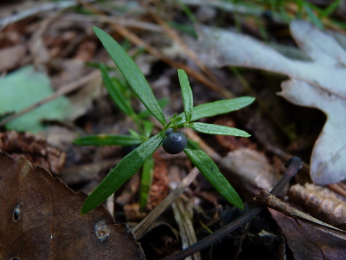 Galium uniflorum Michx.