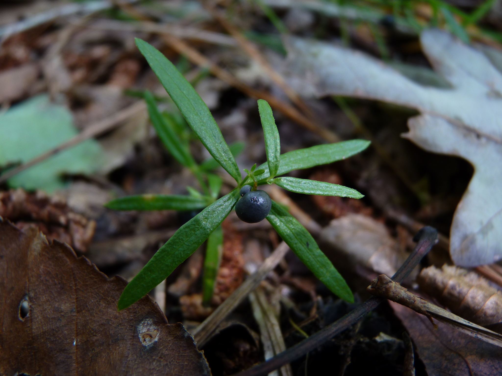 Galium uniflorum