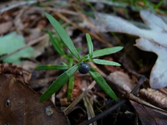 Galium uniflorum