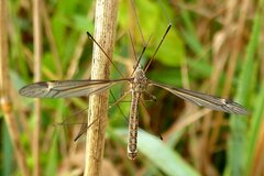 Tipula lateralis