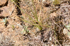 Albuca shawii