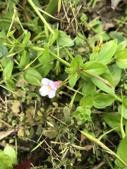 Torenia anagallis