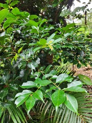 Syzygium simile