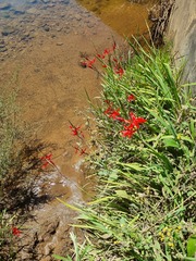 Hesperantha coccinea