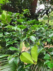 Syzygium simile