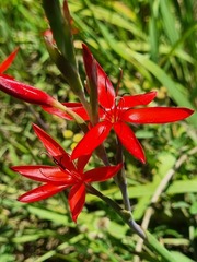 Hesperantha coccinea