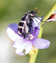 Aristea torulosa