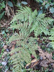 Ctenitis subglandulosa