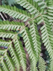 Ctenitis subglandulosa