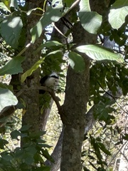 Garrulax leucolophus