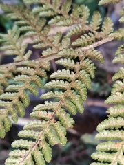 Ctenitis subglandulosa