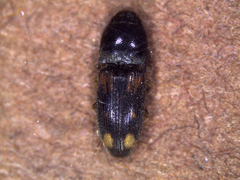Coleoptera