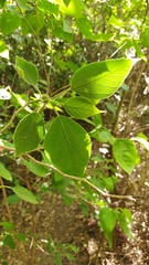 Broussonetia papyrifera