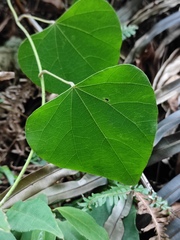 Pericampylus glaucus